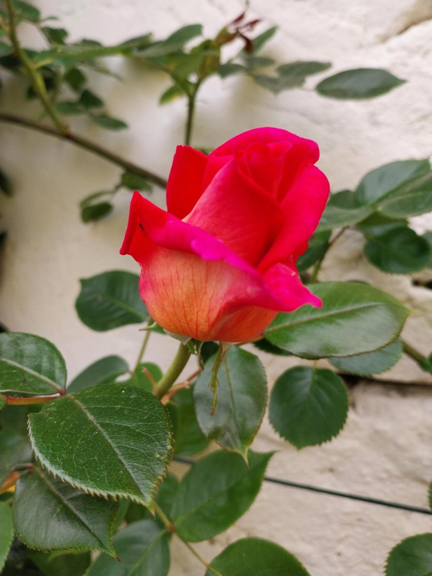 B&B La Casa Gialla Ravenna Dış mekan fotoğraf